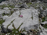 Stein und Blumen