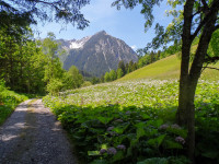 Namloser Jägersteig - Esther Kerber