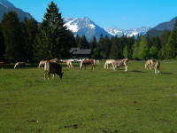 Pferde - Mündung Schwarzwassertal - Willi Weißensteiner