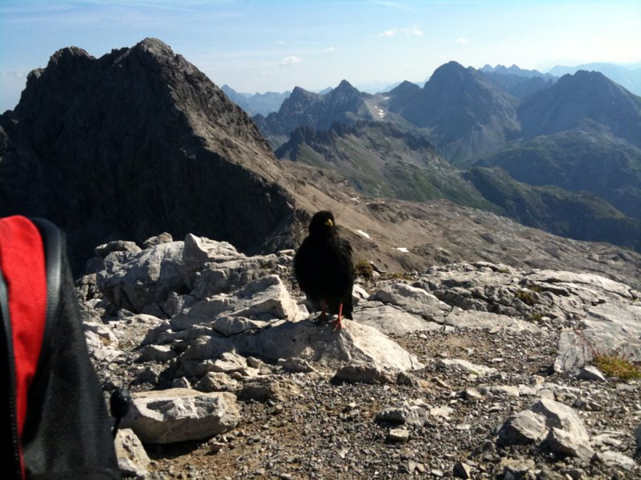  Alpendohle Mädelegabel