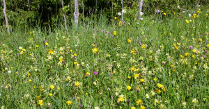  Blumenwiese