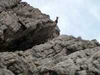 Steinbock auf dem Krottenkopf