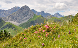  Alpenblumen