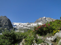 Alpenrosen und Valluga - Lukas Scharf