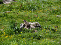 Murmeltier bei Alpe Kaisers