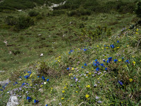 Alpenblumen