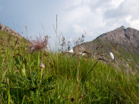 Verblühte Alpenanemone