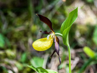 Frauenschuh Lechtal