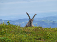 Steinbock