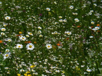 Blühende Almwiesen im Bernhardstal