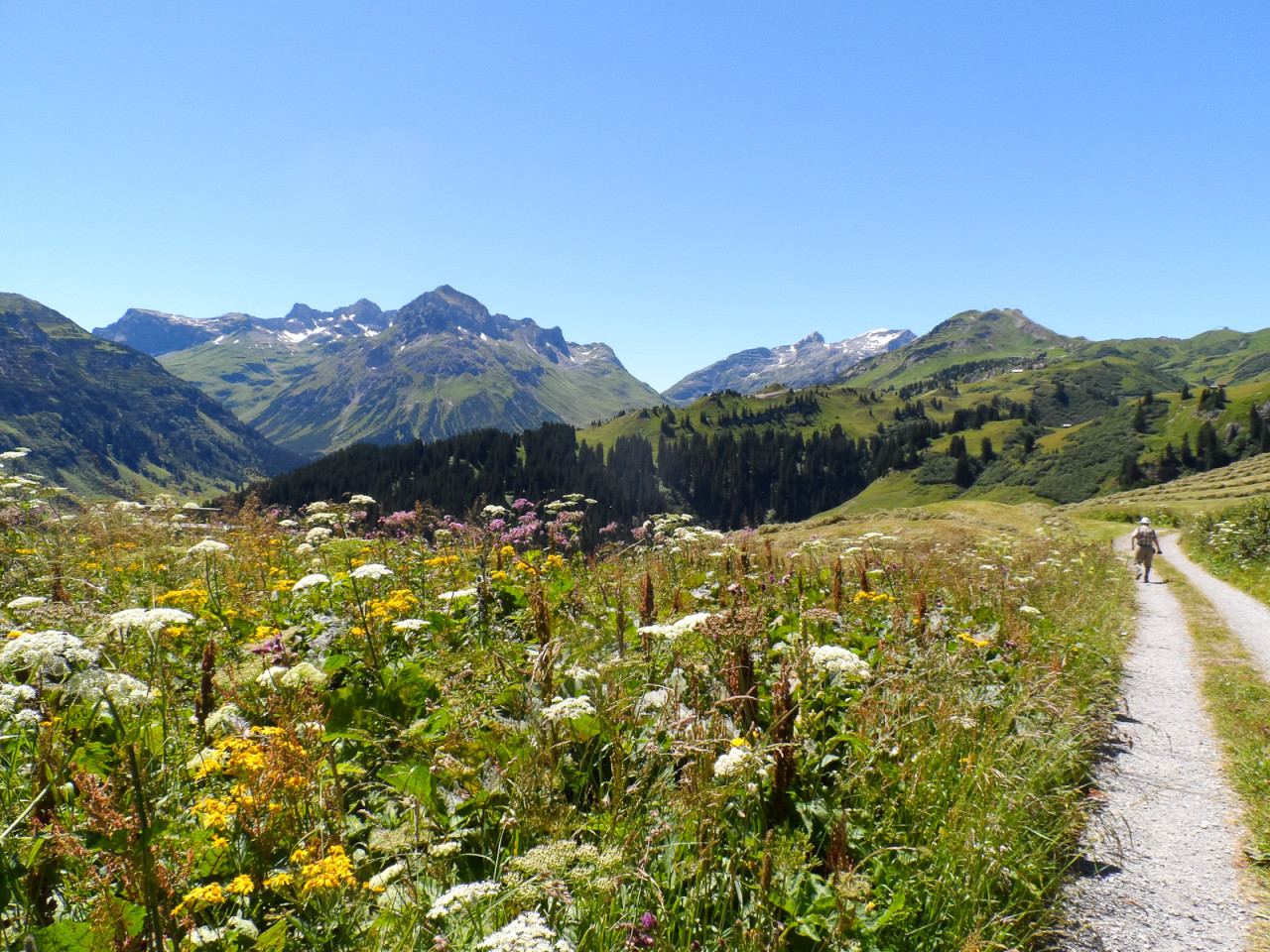  Alpenblumen am Bürstegg