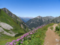 im Hintergrund die Allgäuer Alpen