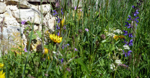  Blumen auf der Schiggen