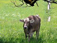 Holzgau im Frühling - Kuh