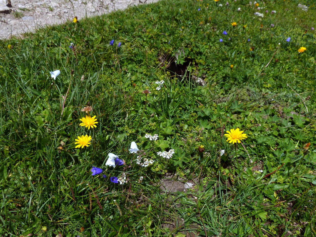  Blumen auf der Memminger Hütte