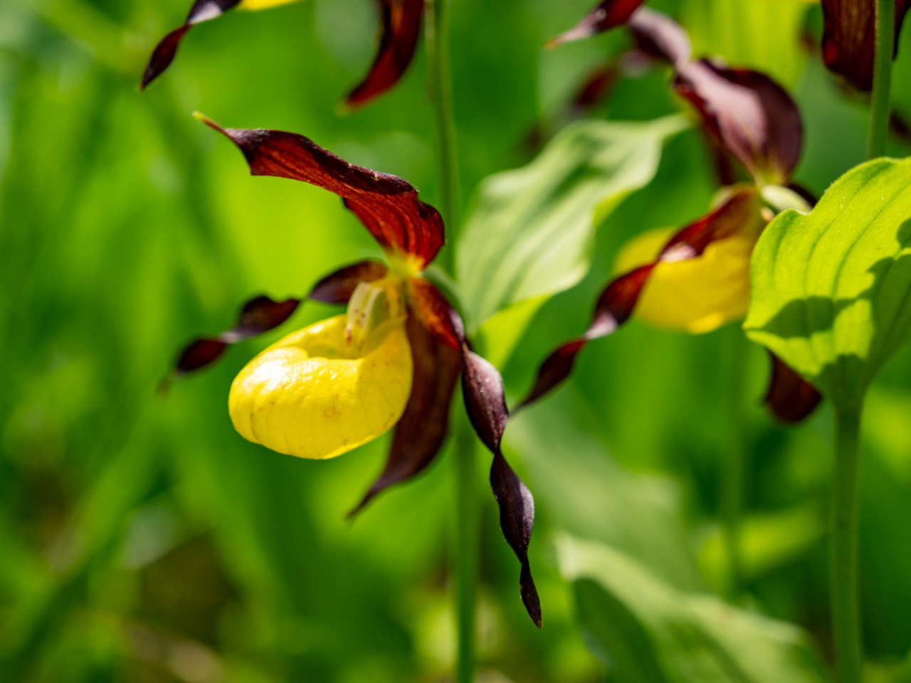  20210612-Frauenschuhblüte-0912.jpg