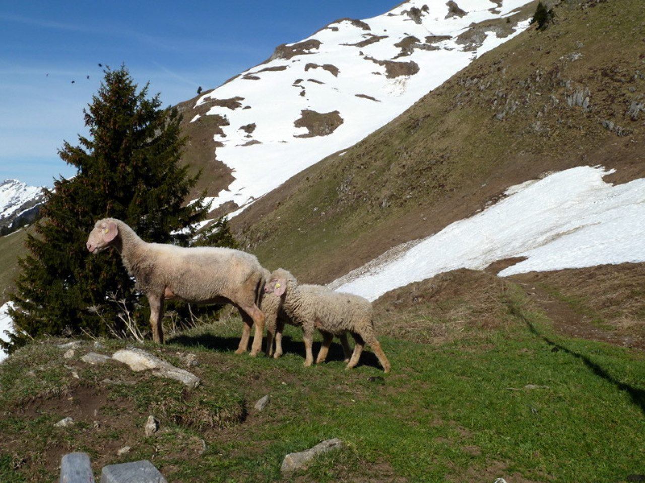  Schafe am Lachenkopf
