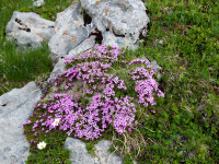 Alpenblumen im Kaisertal