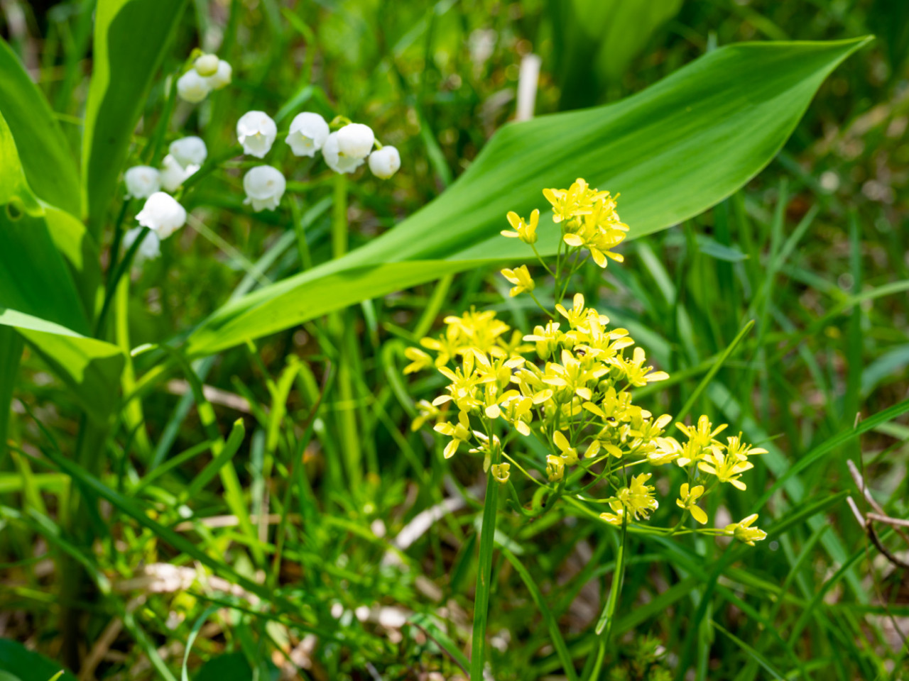  20210612-Frauenschuhblüte-0879.jpg