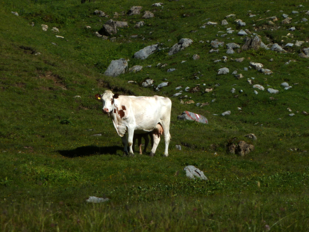  Kuh mit Kalb auf der Krabachalpe