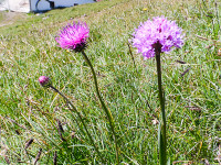 Kugelorchidee auf der Raaz Alpe