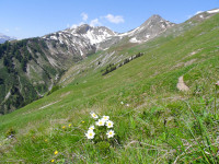 Alpenrosensteig