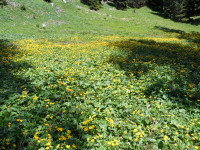 ein Meer von Sumpfdotterblumen