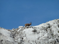 Steinbock