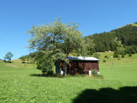 Baum auf der Schiggen