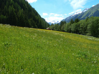 In der Nähe von Sulzlbach - Stockach - Willi Weißensteiner