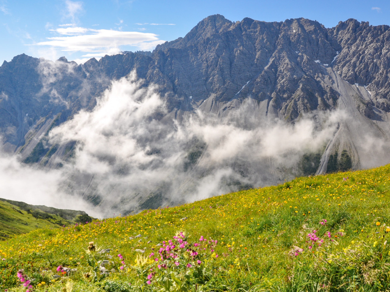  Alpenblumen oberhalb vom Hahntennjoch auf dem Weg zur Anhalter Hütte