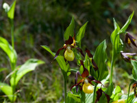 Frauenschuh Lechtal