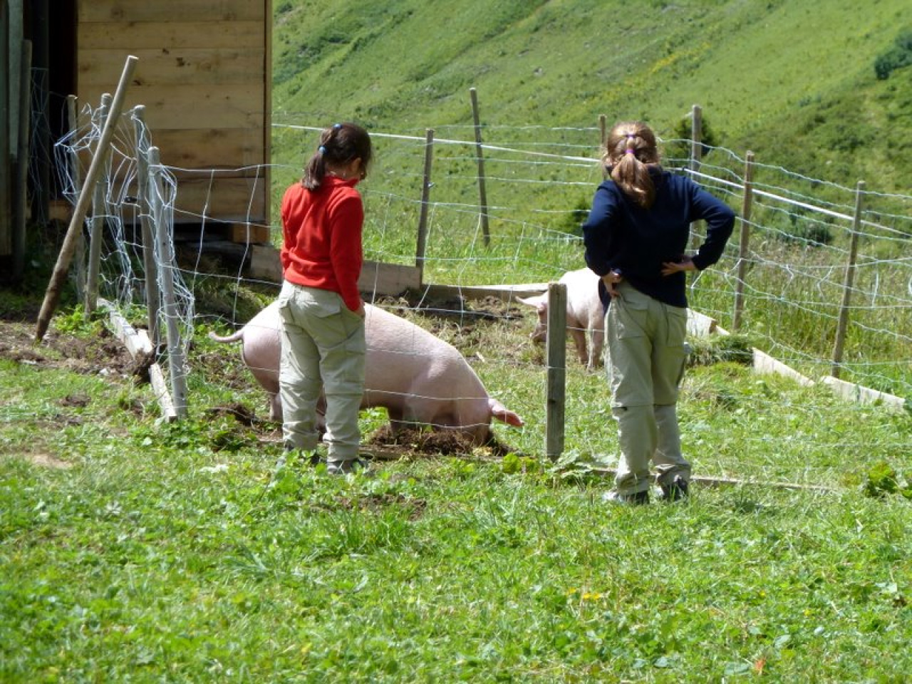  Schweine Ravensburger Hütte