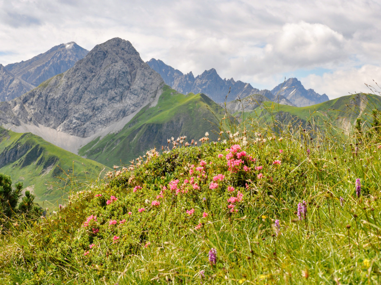  Alpenblumen