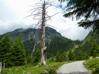 vertrockneter Baum