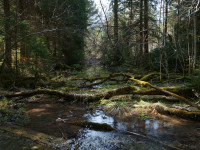 Auwald bei Rieden - Willi Weißensteiner