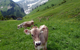  Kühe in Fallerschein